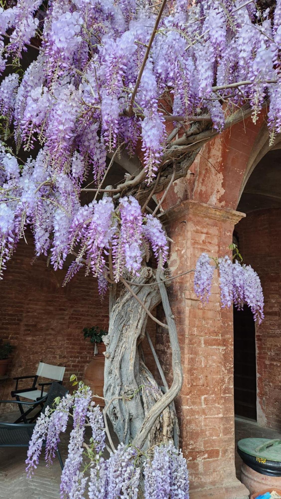 Al Glicine Di Sant'Abondio Villa Siena Eksteriør bilde