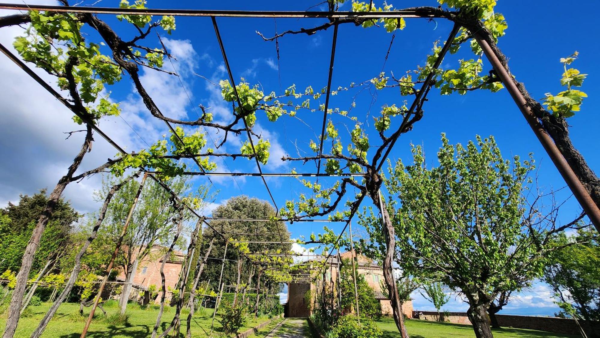 Al Glicine Di Sant'Abondio Villa Siena Eksteriør bilde